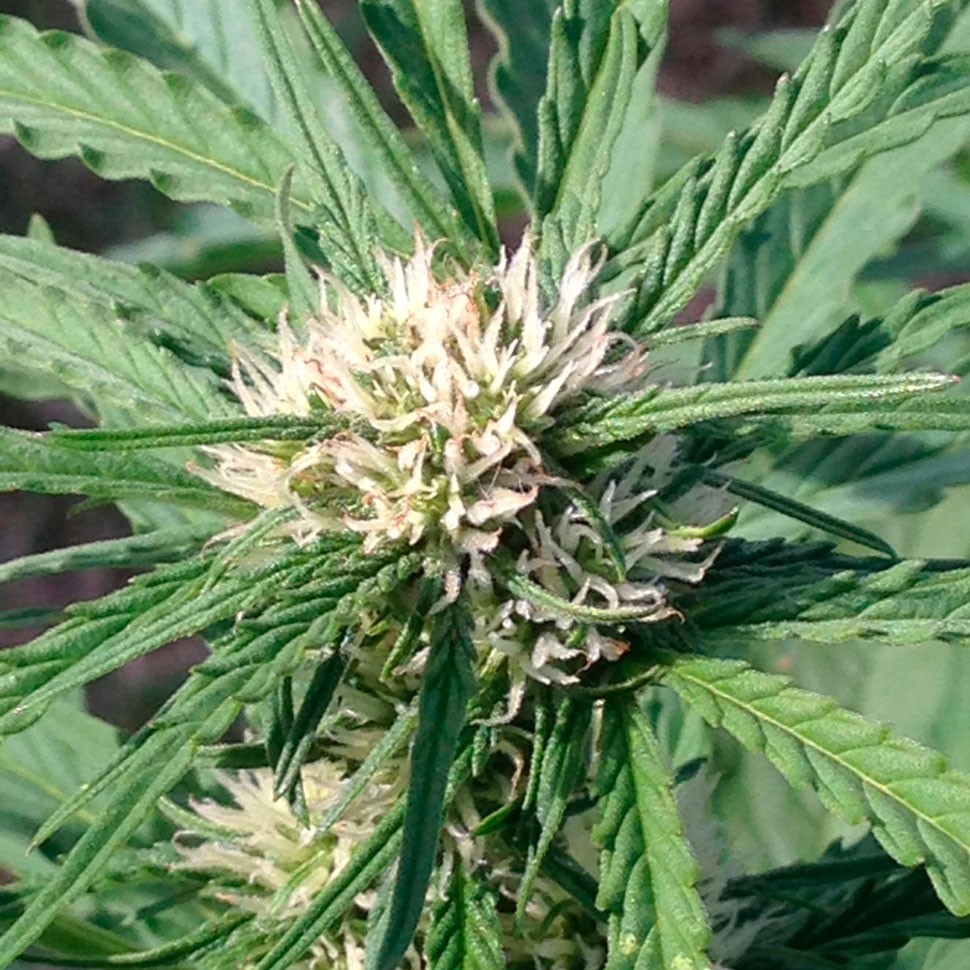 Семена конопли  Auto Somango feminised Ganja Seeds