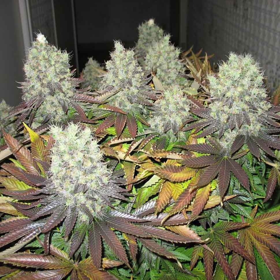 Семена каннабиса  Amsterdam Flame regular Ganja Seeds