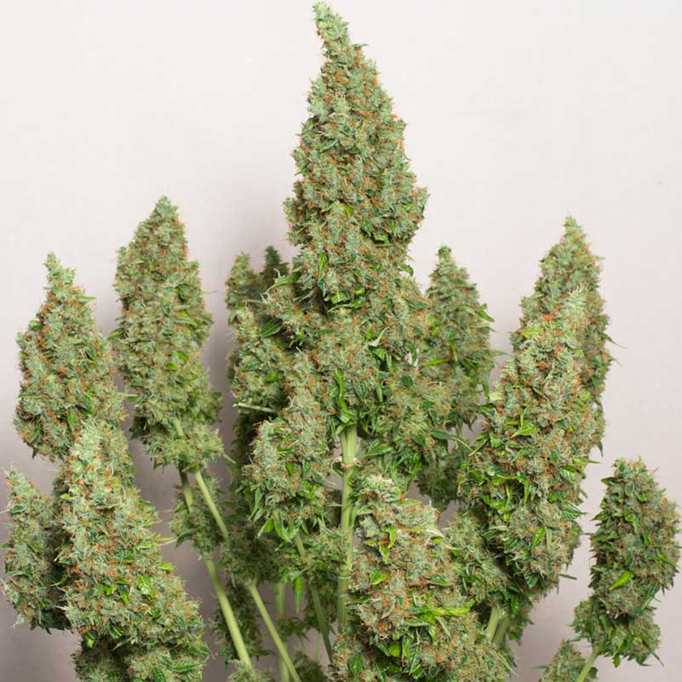 Семена ганжа  Anubis regular Ganja Seeds