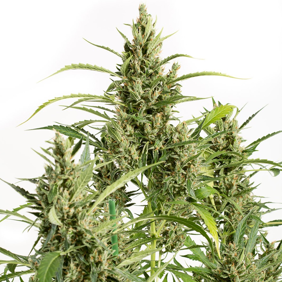 Семена каннабиса  Amnesia feminised Neuro Seeds
