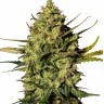 Семена  Auto Think Different feminised Ganja Seeds
