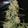 Семена  Auto Think Different feminised Ganja Seeds