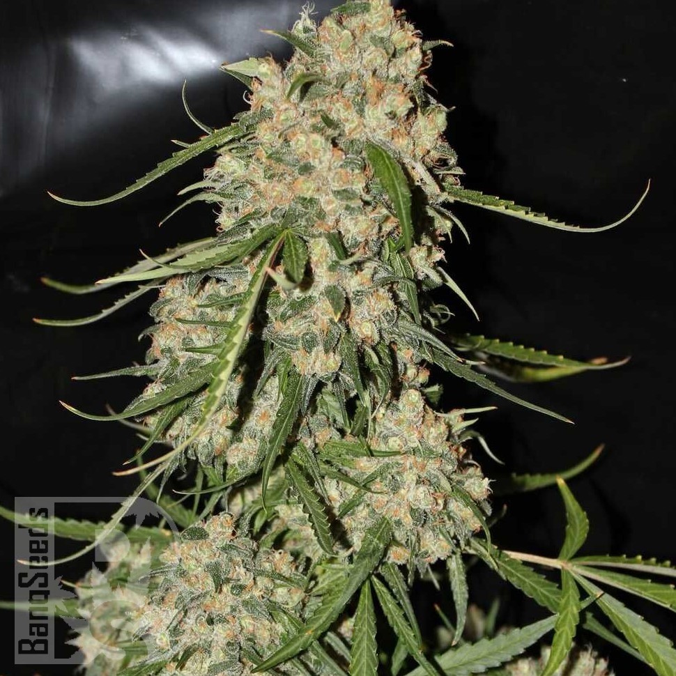 Семена  Auto Think Different feminised Ganja Seeds