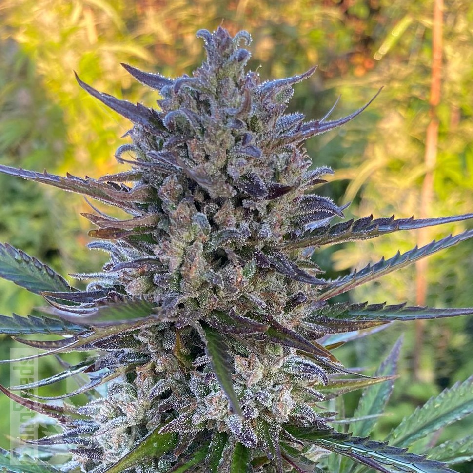 Семена марихуаны  Super Stinky feminised Ganja Seeds