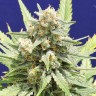 Семена марихуаны  Super Stinky feminised Ganja Seeds