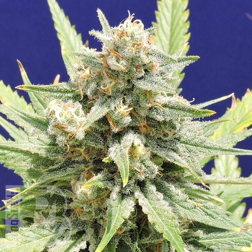 Семена марихуаны  Super Stinky feminised Ganja Seeds
