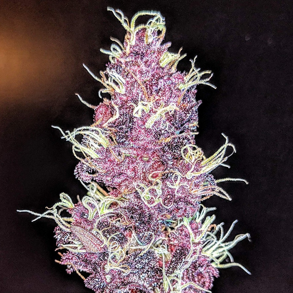 Семена  Auto Diesel feminised Ganja Seeds