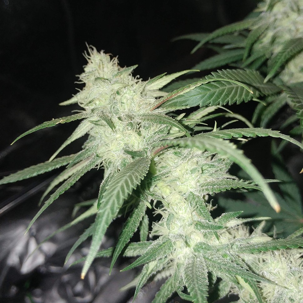 Семена конопли  Original Limonade Skunk feminised Victory Seeds