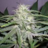 Семена  The Church feminised Ganja Seeds