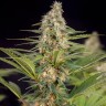 Семена  The Church feminised Ganja Seeds