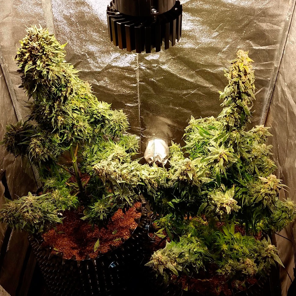 Семена ганжа  Auto Jack Herer feminised Ganja Seeds