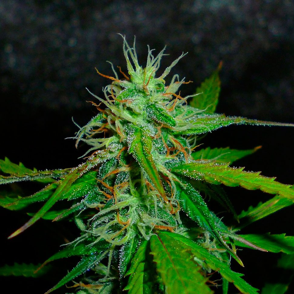 купить семена конопли феминизированные Auto Jack Herer feminised