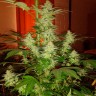 купить автоцветущие семена конопли Auto Jack Herer feminised