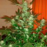 заказать качественные семена конопли Auto Jack Herer feminised