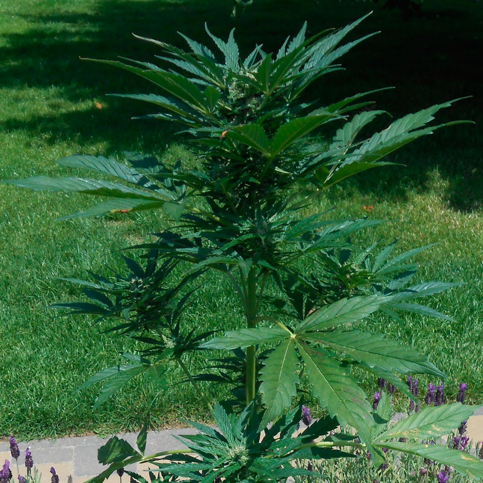 заказ семян конопли Auto Jack Herer feminised