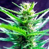 купить семена конопли Auto Jack Herer feminised