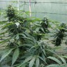 заказать семена конопли Auto Jack Herer feminised