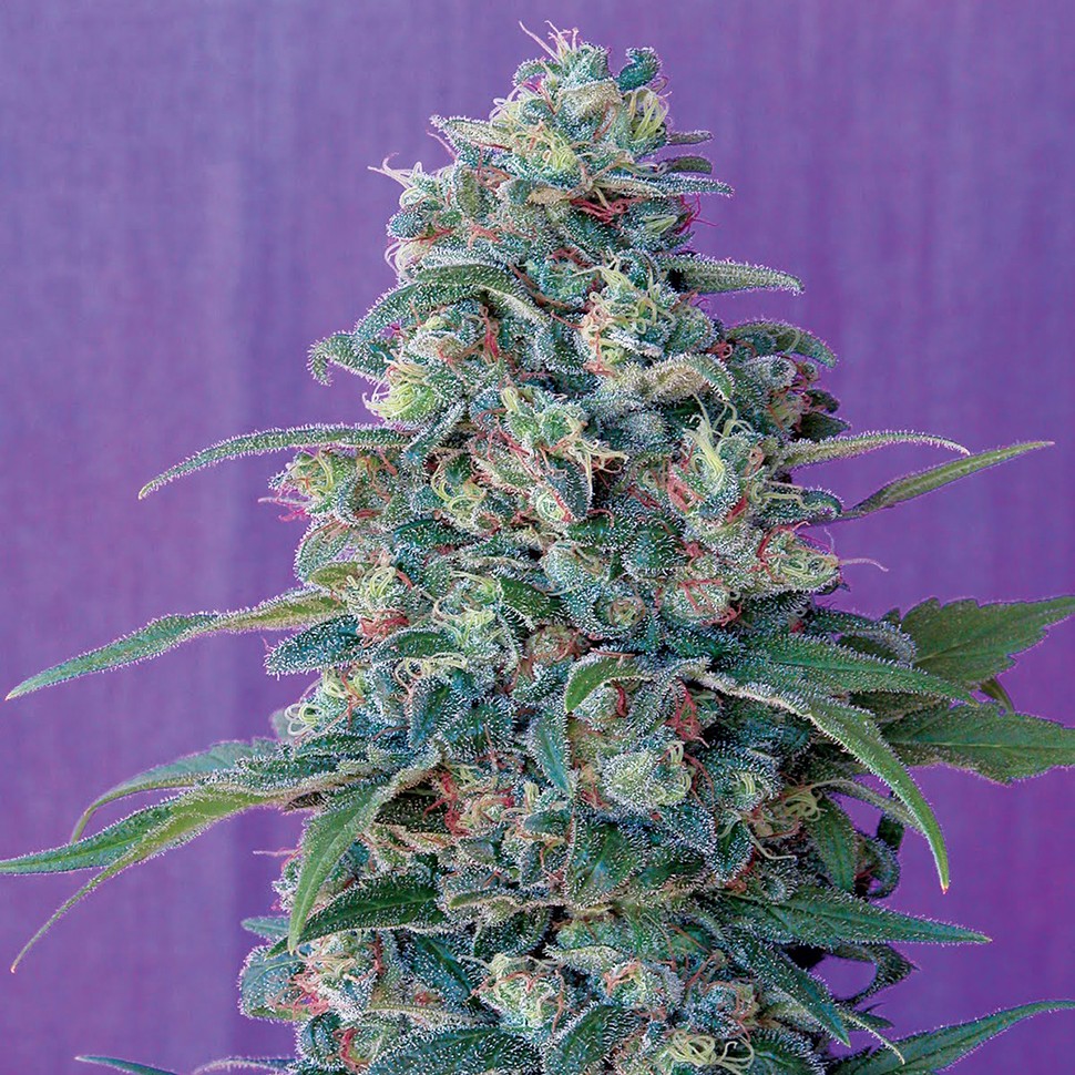 заказ семян конопли Алма-Ата Magic Bud reg