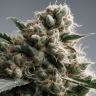 Семена  Blue Cheese regular Ganja Seeds