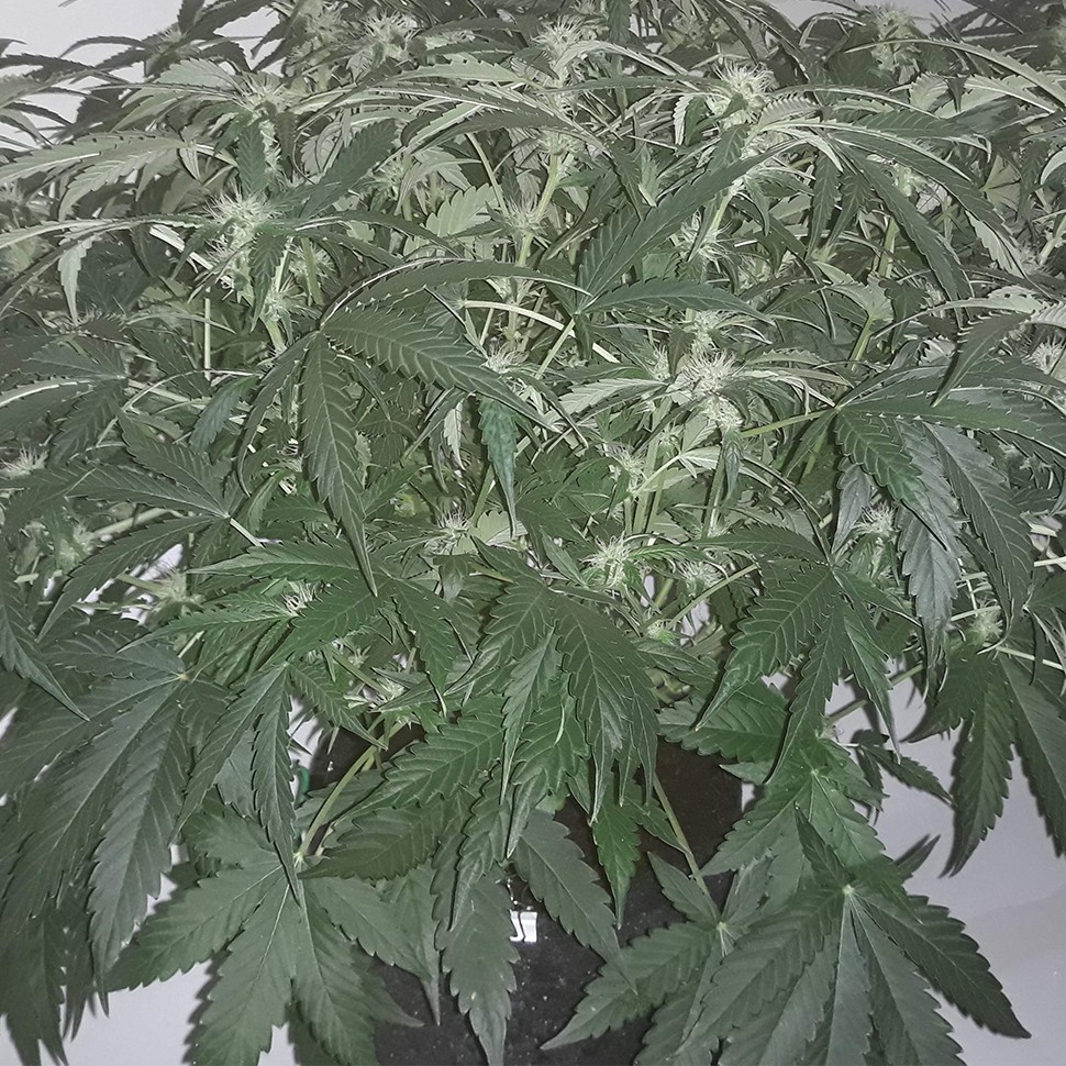 Семена конопли  Auto X.Treme feminised Ganja Seeds