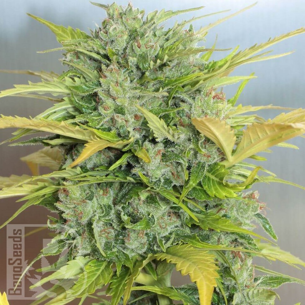 Семена конопли  Auto Royal Kush feminised Ganja Seeds