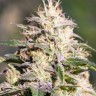Семена  The Doctor feminised Ganja Seeds