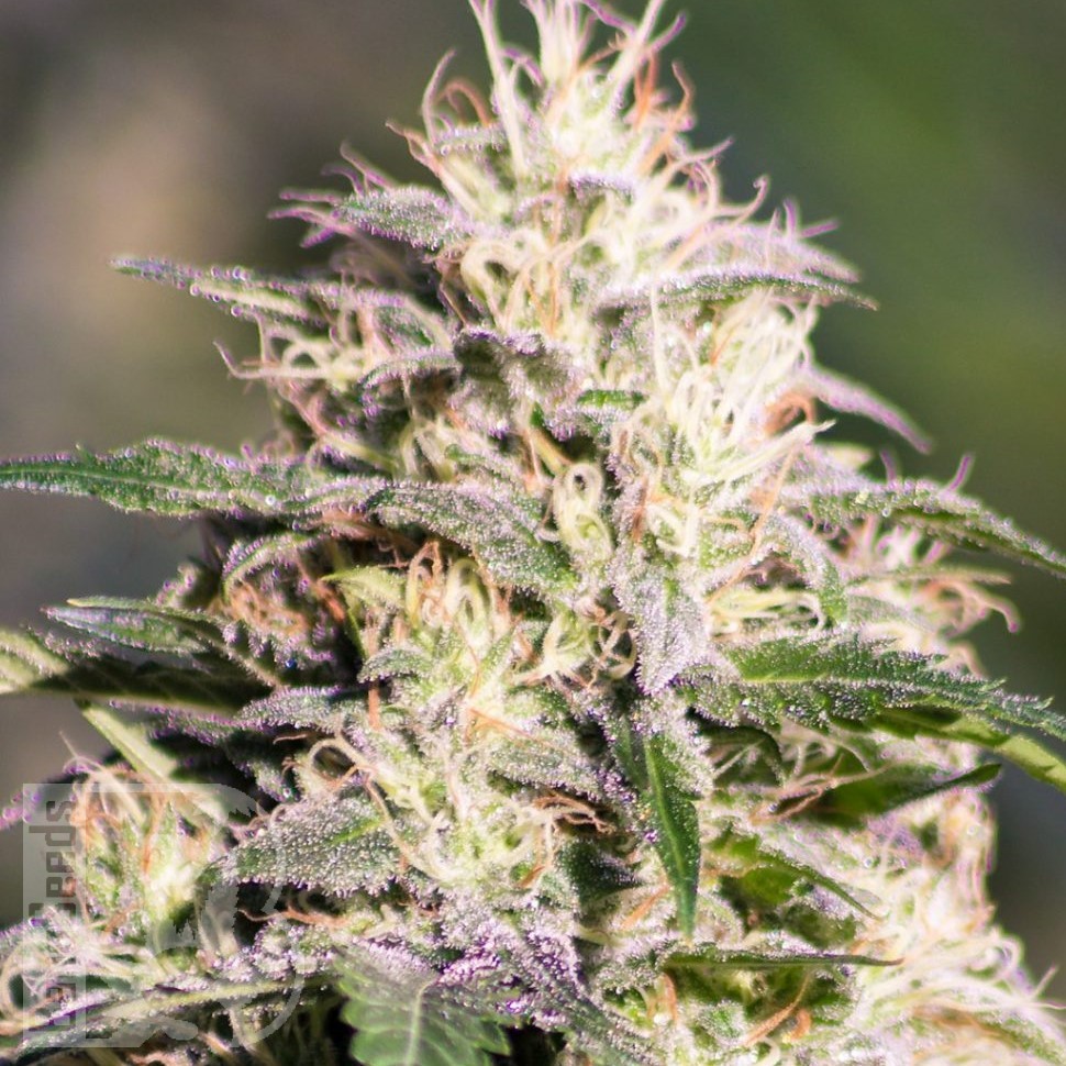 Семена  The Doctor feminised Ganja Seeds