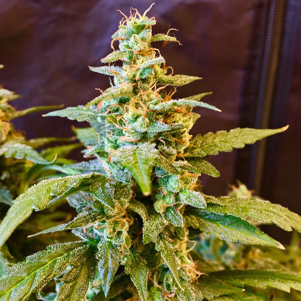 Семена конопли  Auto Jack regular Ganja Seeds