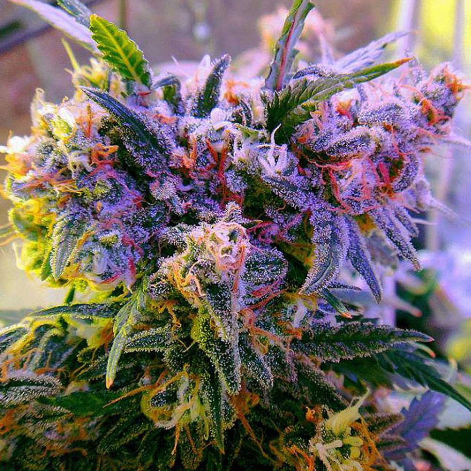 Семена конопли  Galaxy regular Ganja Seeds