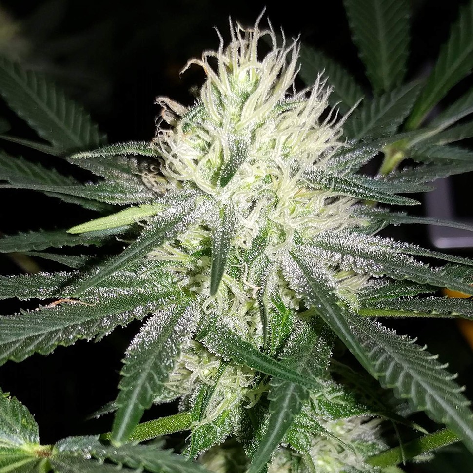 Семена ганжа  Auto Bubblelicious feminised Ganja Seeds