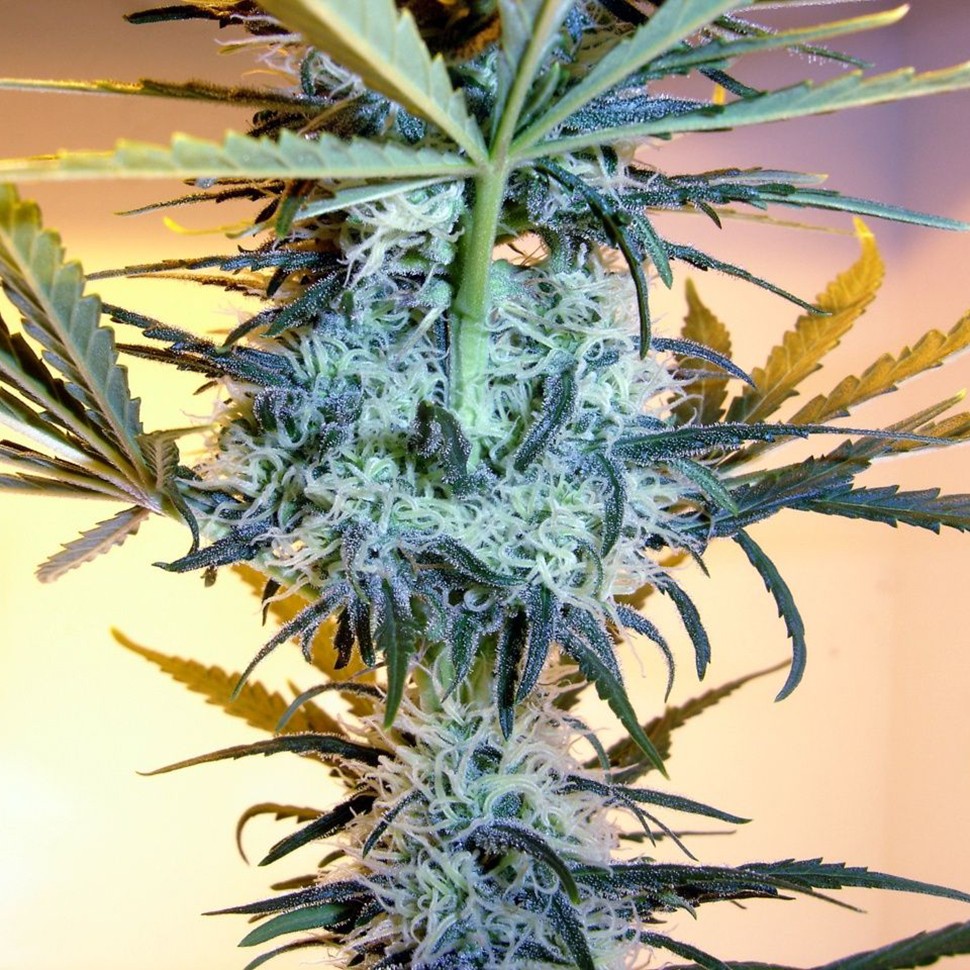 Семена  Neuron feminised Neuro Seeds