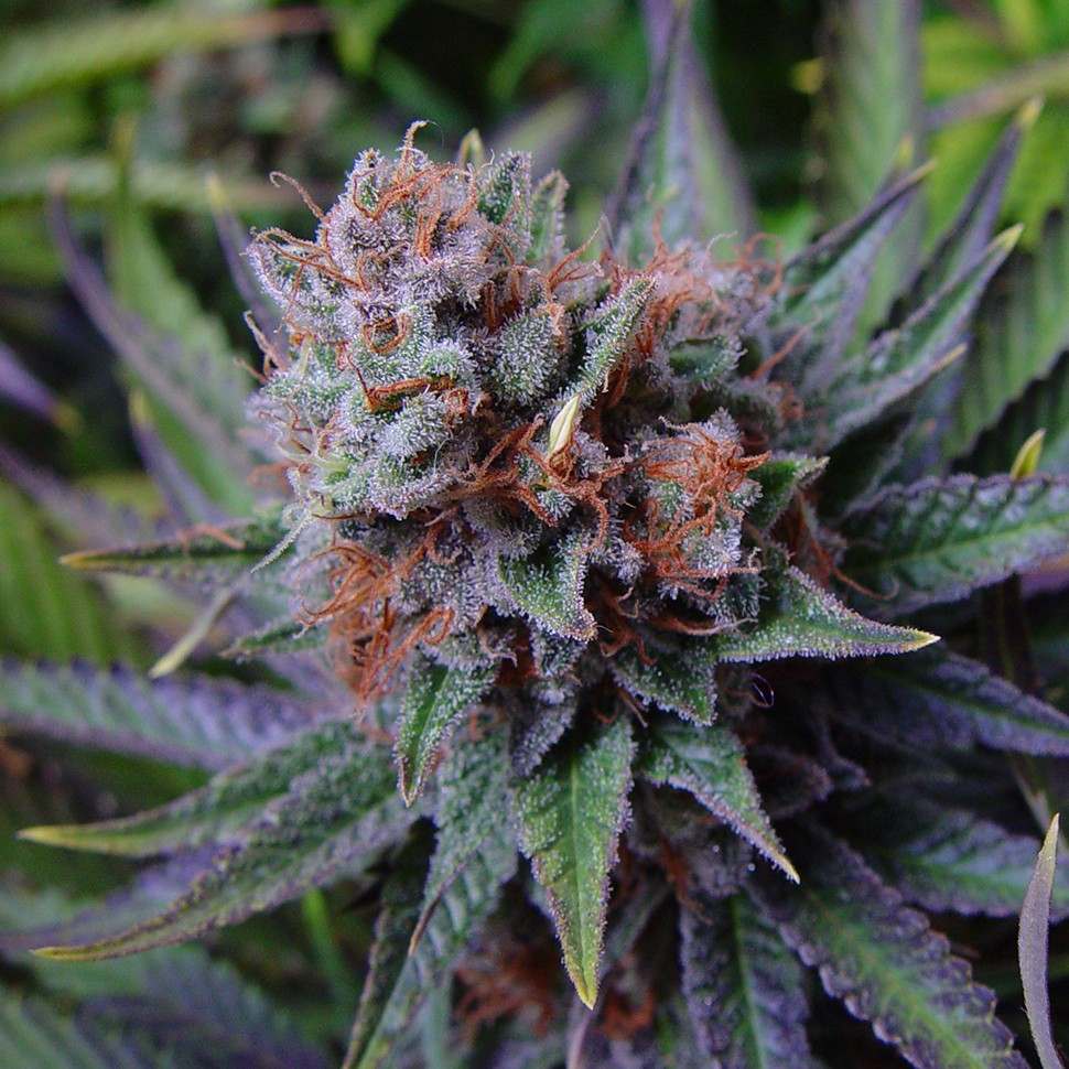 Семена  Blueberry feminised Ganja Seeds