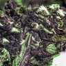 семена каннабиса Blueberry feminised Ganja Seeds