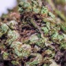 качественные семена конопли Blueberry feminised Ganja Seeds