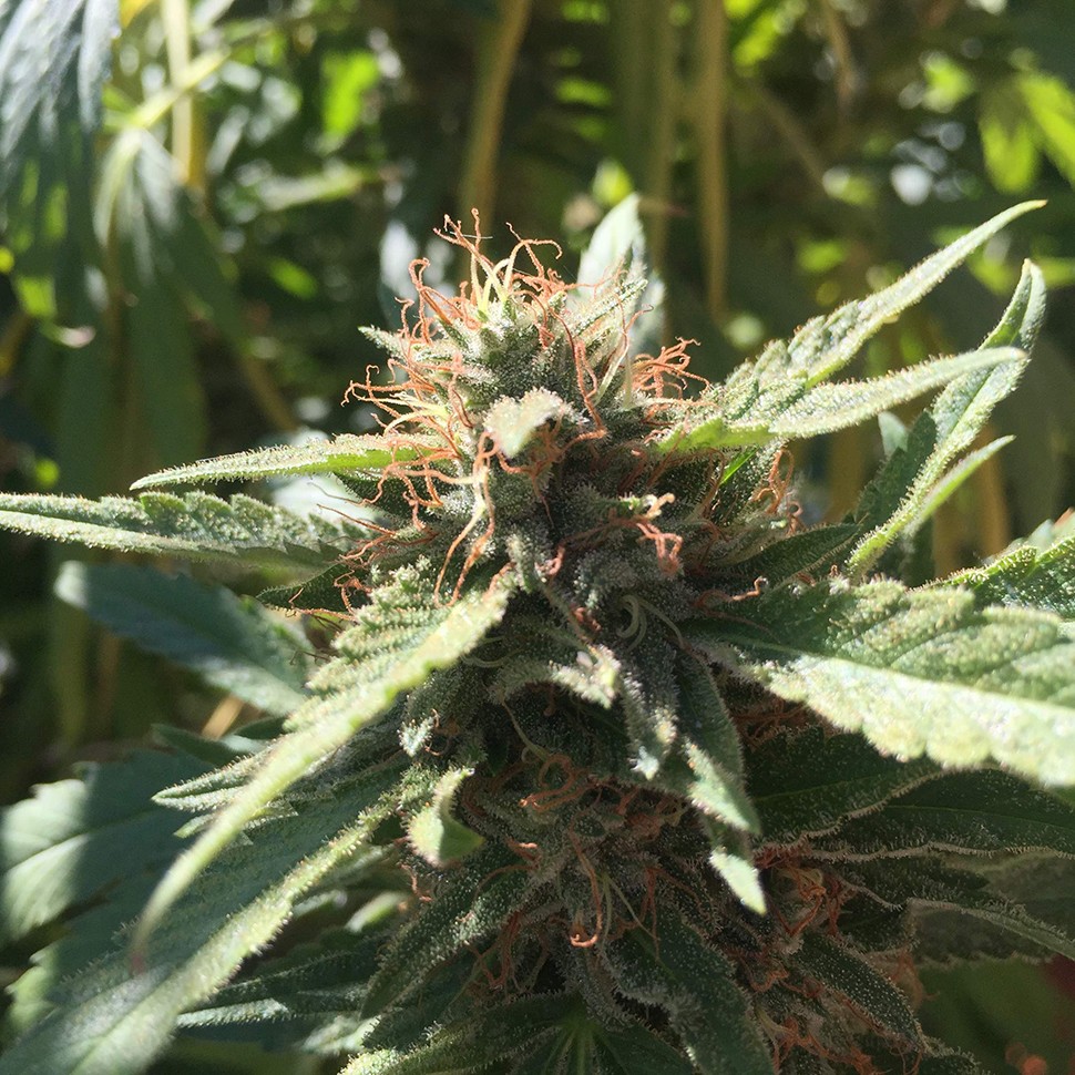семена конопли в Казахстане Blueberry feminised Ganja Seeds