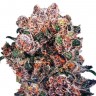 семена каннабиса Blueberry feminised Ganja Seeds