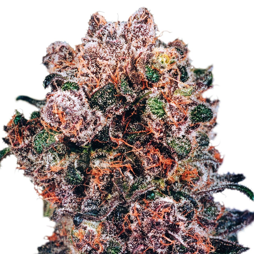 семена каннабиса Blueberry feminised Ganja Seeds