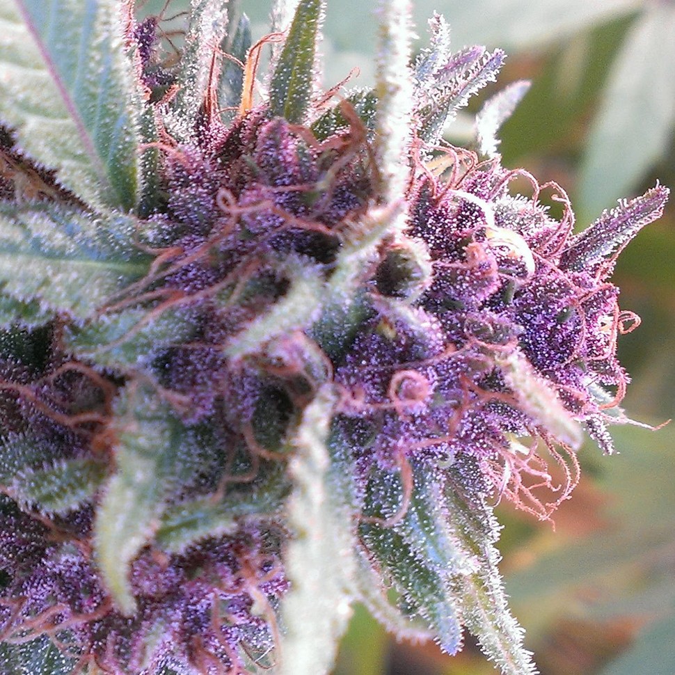 семена конопли Blueberry feminised Ganja Seeds