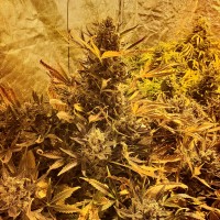 The Ultimate feminised Ganja Seeds