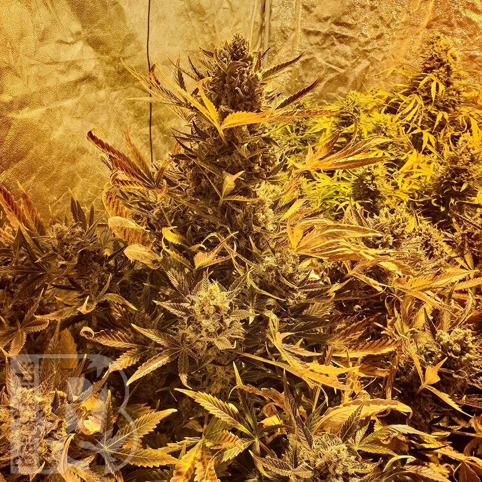 Семена  The Ultimate feminised Ganja Seeds