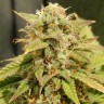 купить семена конопли Auto Super Bud feminised