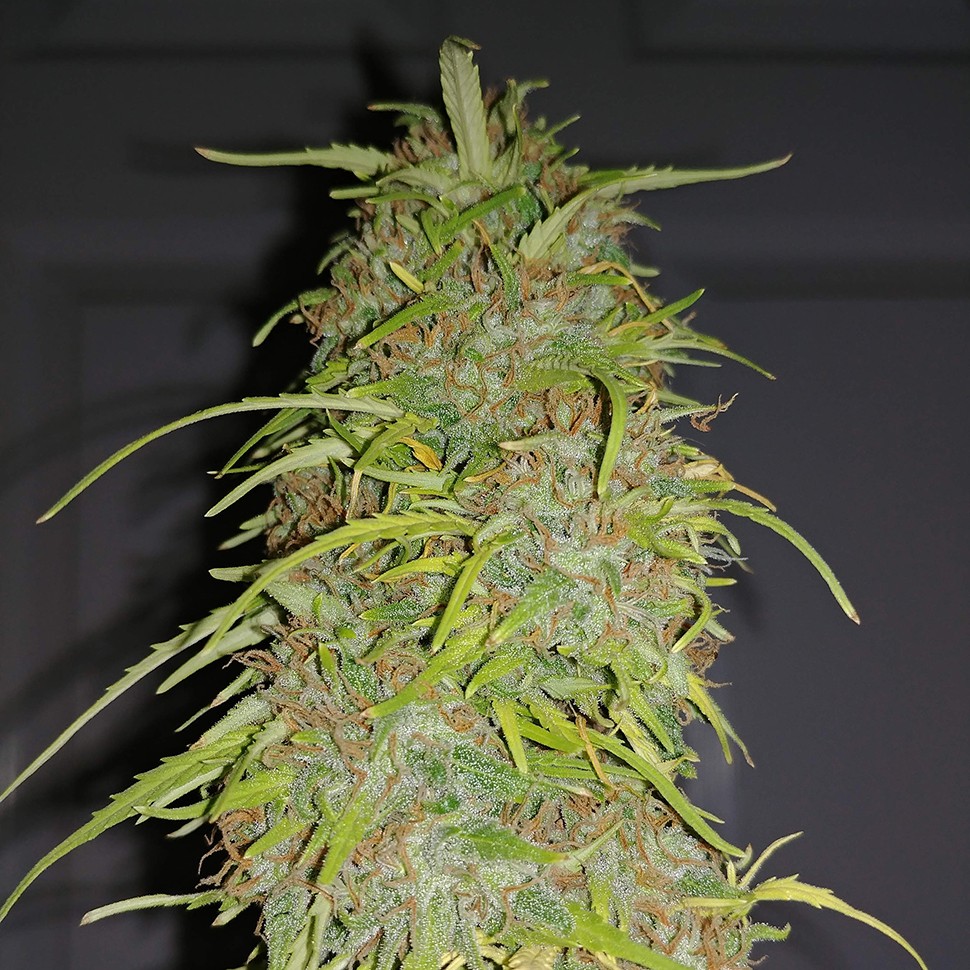 купить семена конопли недорого Auto Super Bud feminised