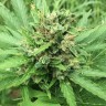 купить урожайные семена конопли Auto Super Bud feminised
