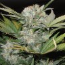 купить семена сортовой конопли Auto Super Bud feminised