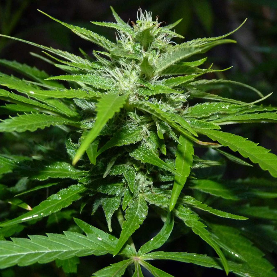 купить семена конопли f1 в оригинальной упаковке Auto Super Bud feminised