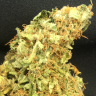 купить семена конопли автоцвет Auto Super Bud feminised