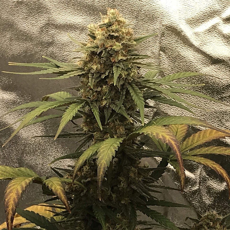 купить семена конопли в интернете Auto Super Bud feminised
