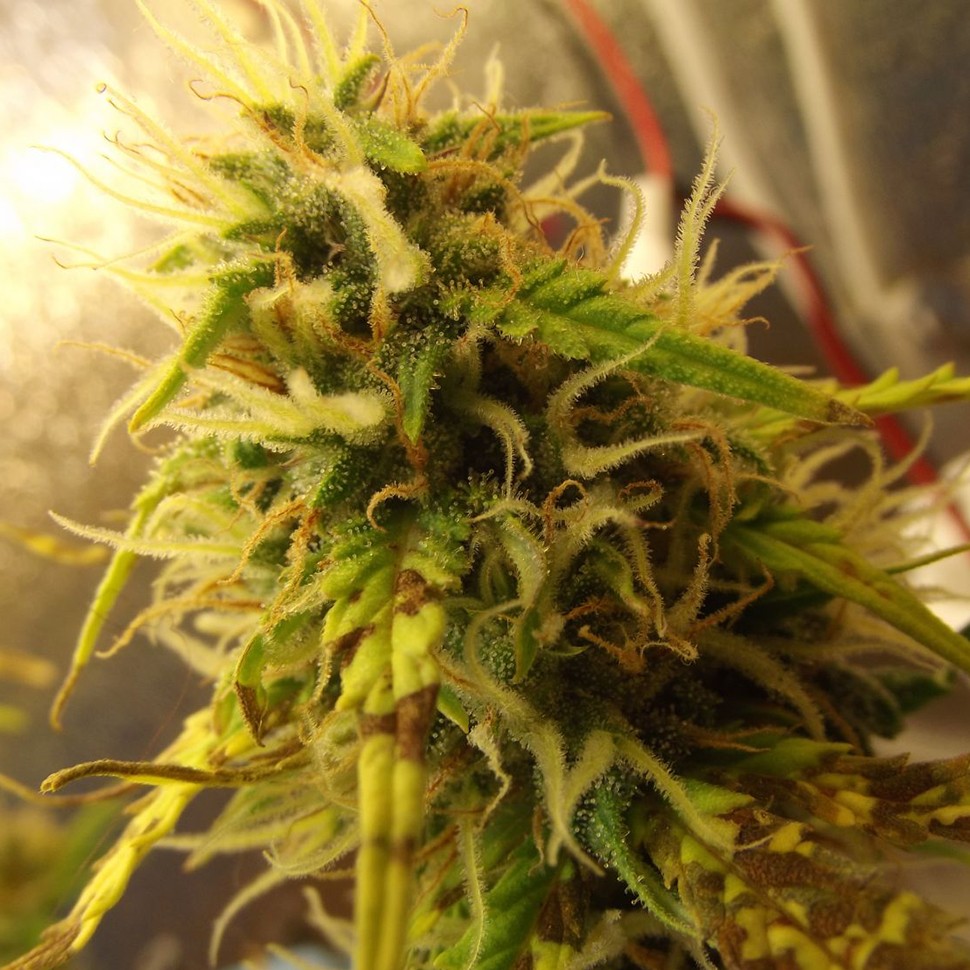 купить семена конопли аутдор Auto Super Bud feminised