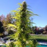 купить семена конопли для выращивания Auto Super Bud feminised