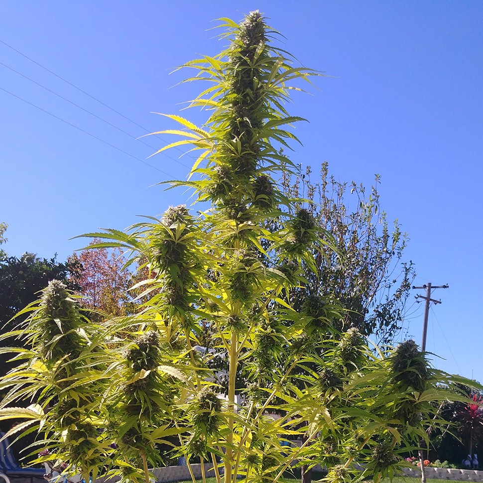 купить семена конопли Киев Auto Super Bud feminised